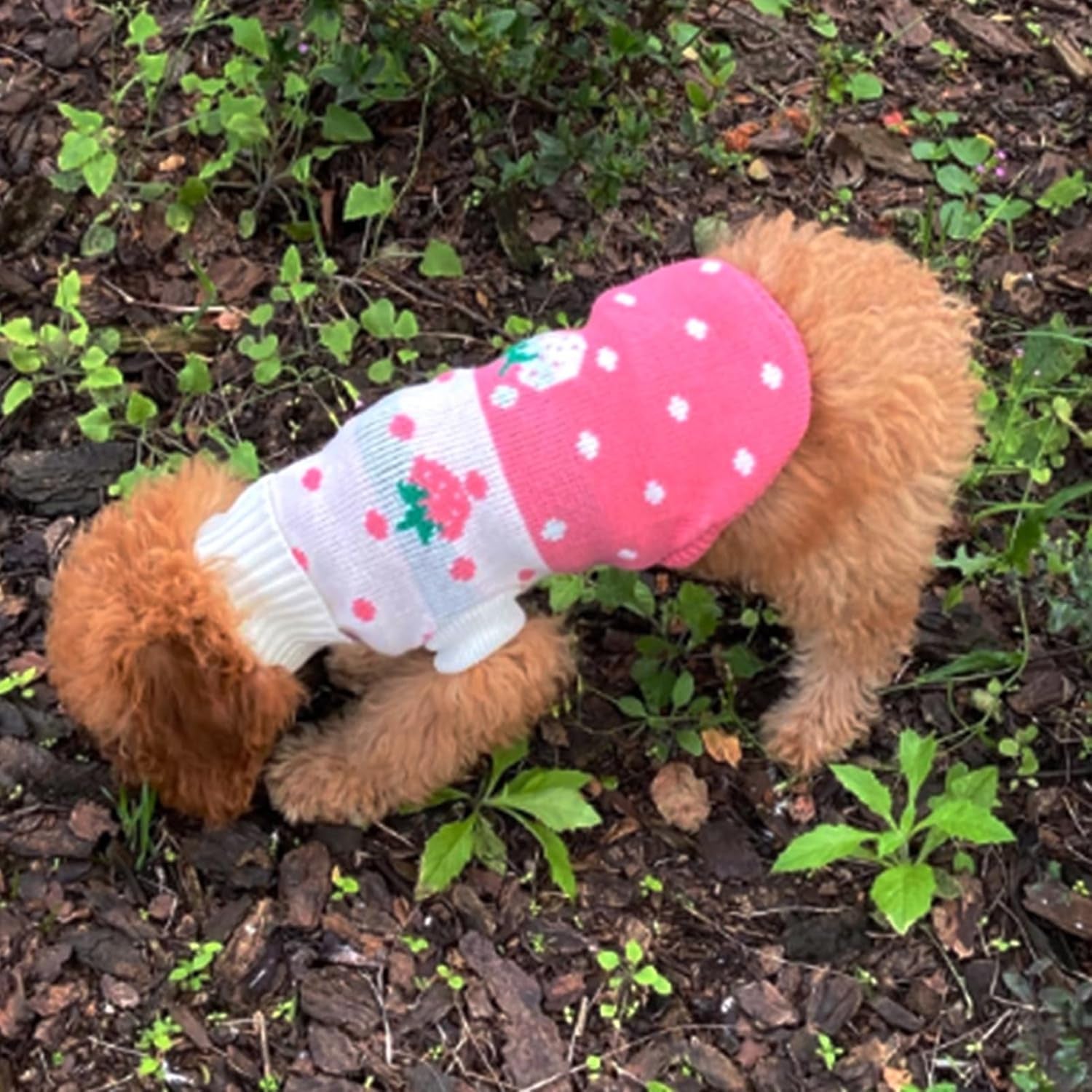 Dog Sweaters Classic Knitwear, Turtleneck Winter Warm Pet Puppy Clothes | Cute Strawberry Pattern, Lightweight & Warm Knitted Winter Sweater, Cold Weather Coat, Great for Daily Wear, Easy on & Off